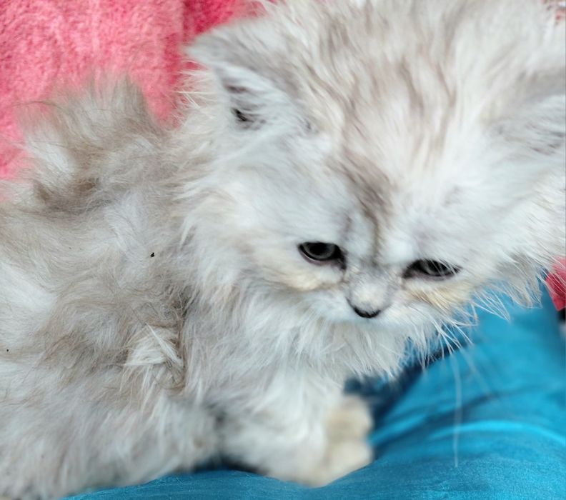 Кошенятко  хлопчик