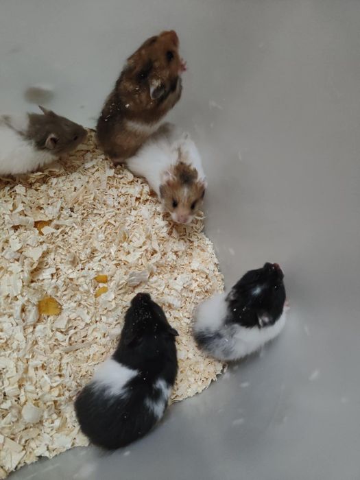 Sprzedam Chomiki Syryjskie