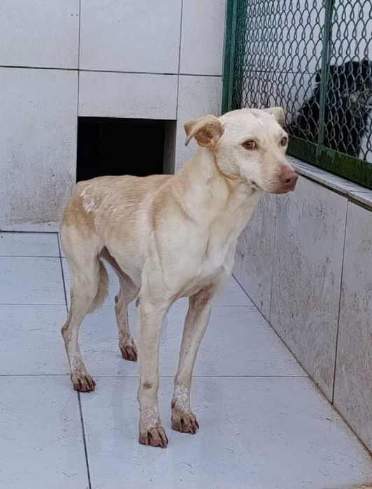 277389 WERA do adopcji
