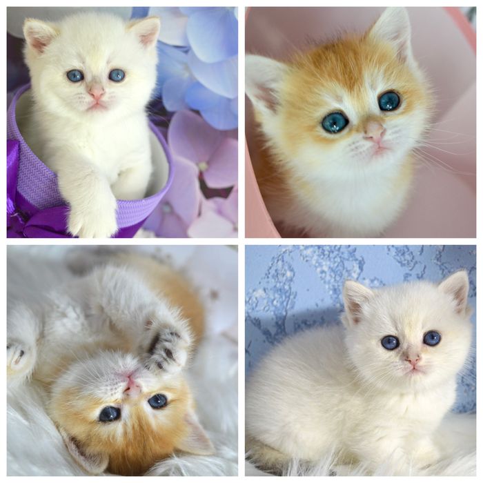 Британские котята золотая шиншилла/ пойнт/белые голубоглазые /золотые