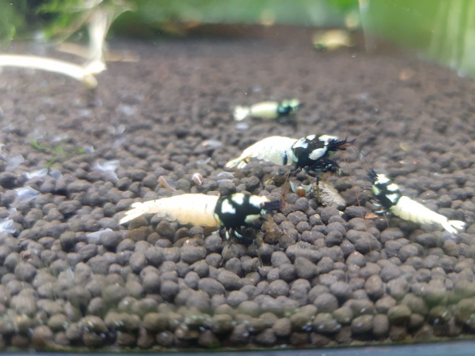 krewetki akwariowe Cardina Pinto Black Spotted Head