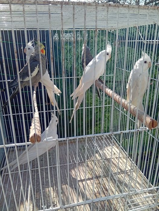 Pyrrulas red rumped periquitos caturras e casal de degolados