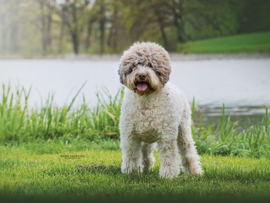 Lagotto Romagnolo