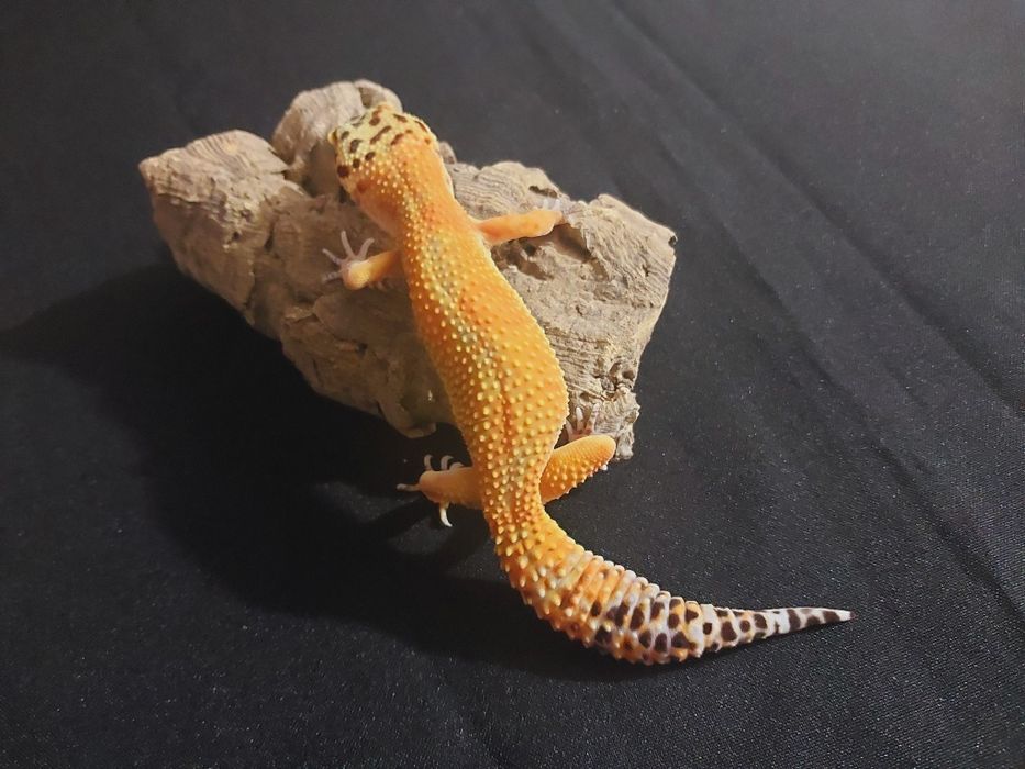 Gekony lamparcie samiczki