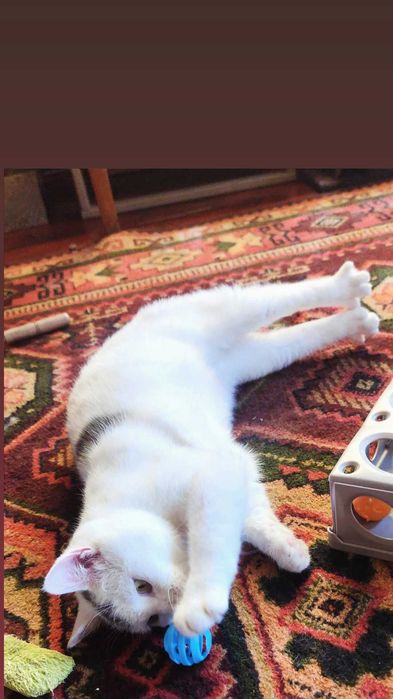 Отдам белого кота, 7 месяцев, кастрирован, привит