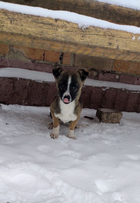 Терміново! Собачка грайлива цуценя собаченя в добрі руки Козятин Глухі