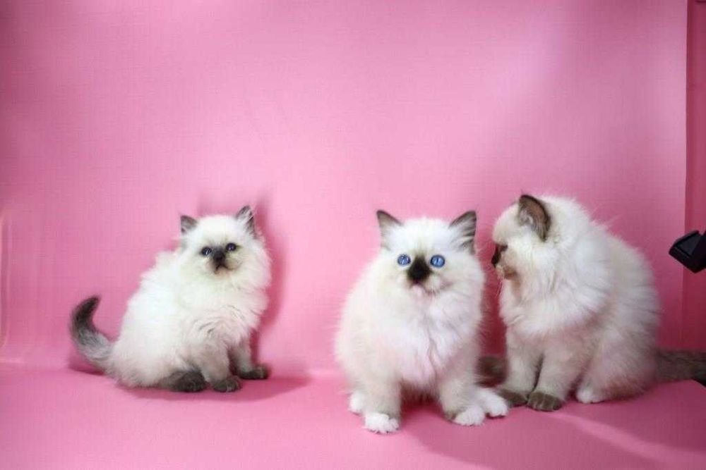 Коли вдома є регдолл — там завжди тепло