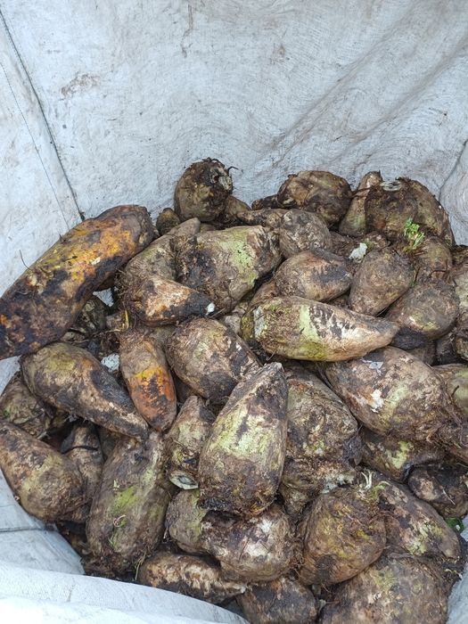 Sprzedam buraki pastewne