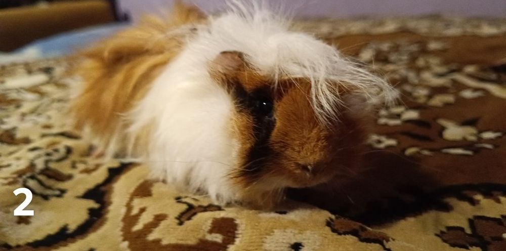 Świnki morskie długo wlose