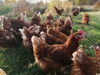 Kury Nioski Rosa Messa Leghorn młode kurki z pierwszym jajkiem
