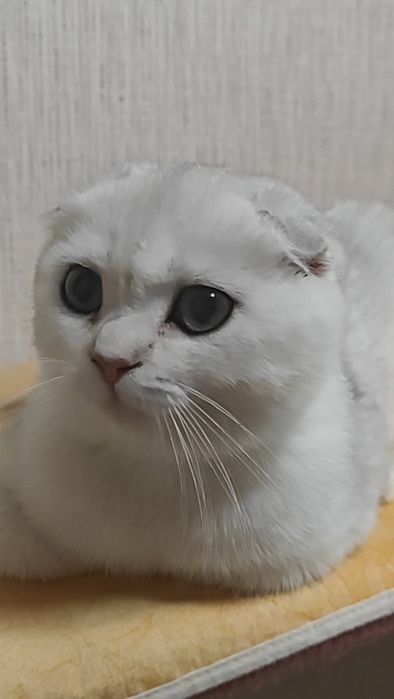 Вислоухие девочка и мальчик серебристые шиншиллы