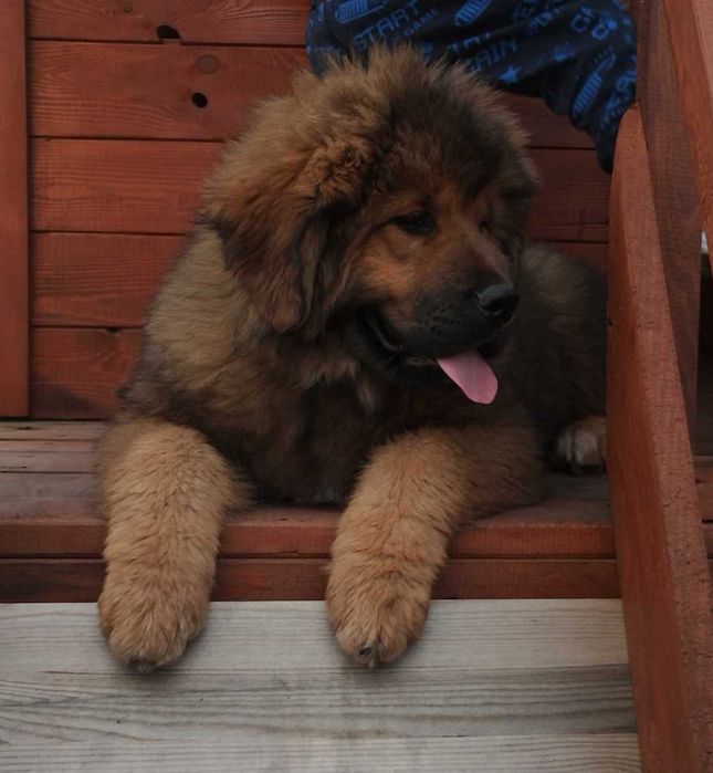 Червоний хлопчик 2 місяці Тібецький мастиф ксу!