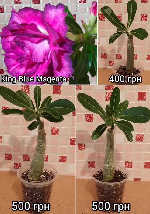 Адениум привитый белый махровый