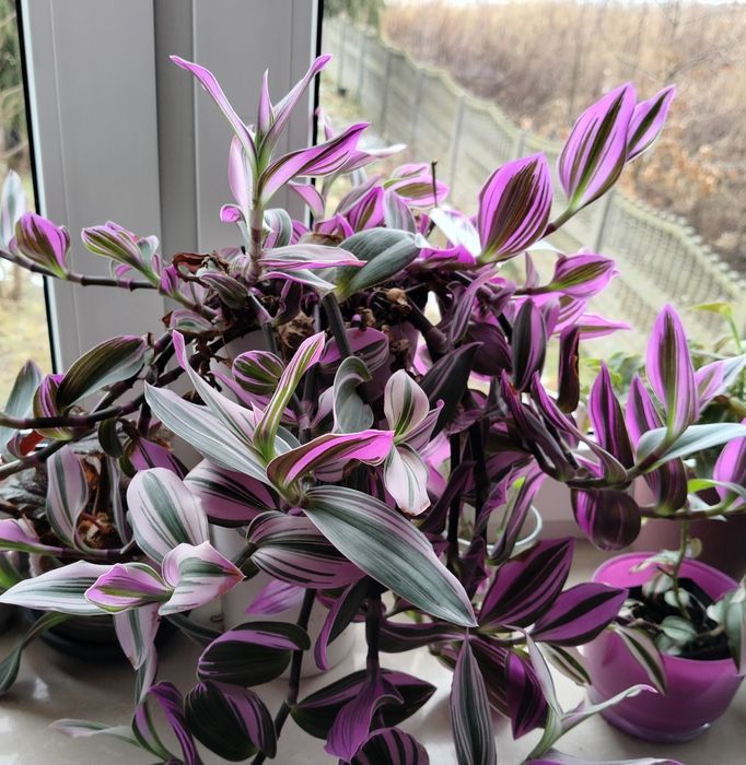 Trzykrotki trzykrotka cięte gałązki