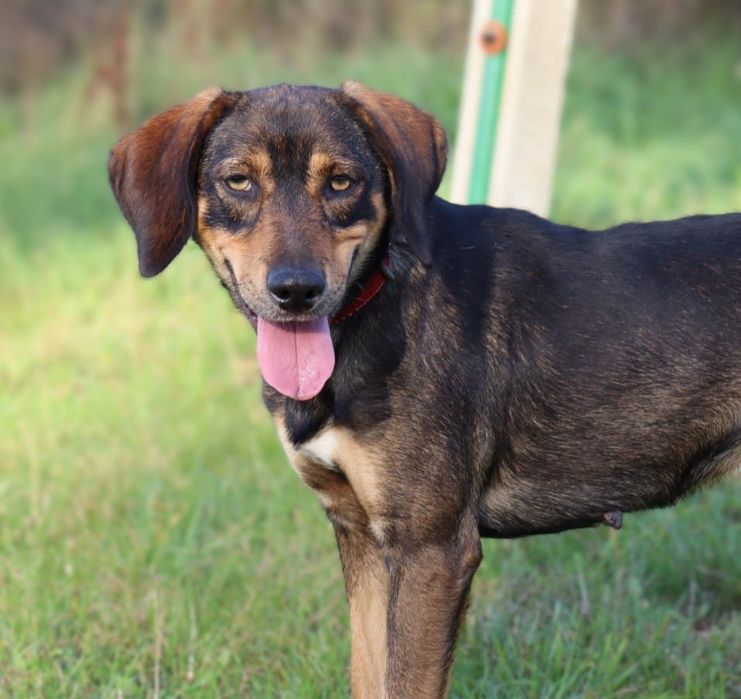 Młody, wesoły i przyjacielski Maniek czeka na dom!