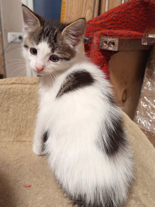 Маленький клубочок щастя.