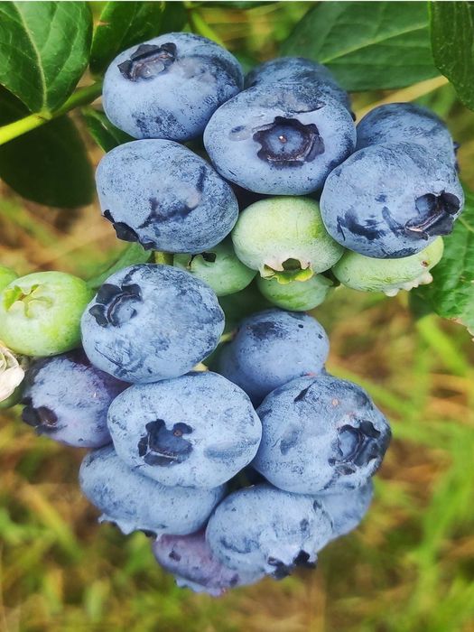 Borówka amerykańska Bluecrop Elliott 4 letnie WYPRZEDAŻ!
