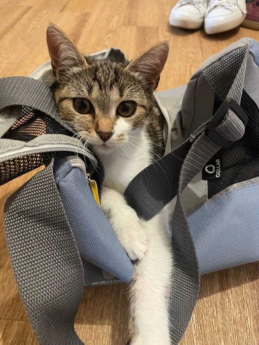 Молоденька кішка (підліток) шукає дім та люблячих батьків