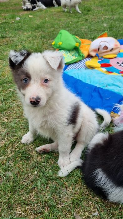 Border Collie suczka blue merle