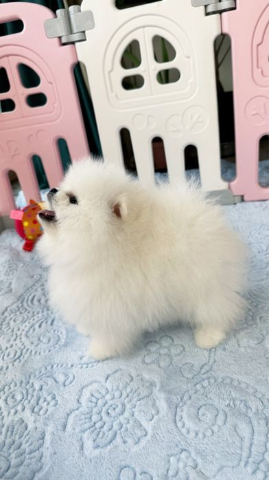 Предлагается к продаже очаровательный щенок померанского шпица