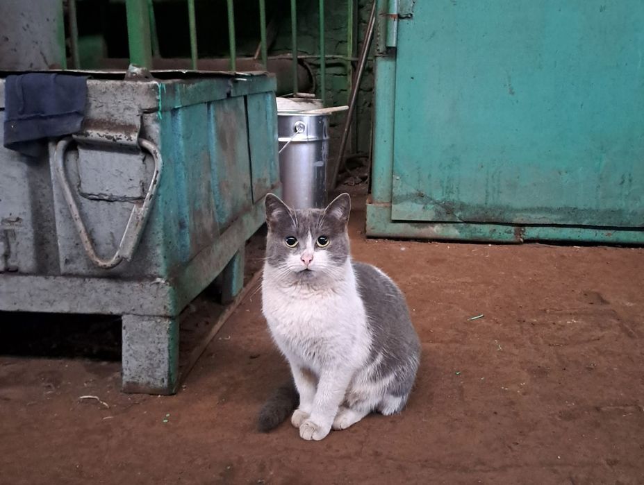 Кішечка майже 1 рік