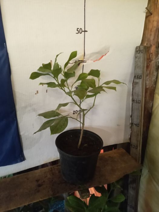 Лимон ,лимон , лимон