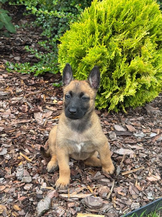 Zapowiedź Miotu Belgian Malinois K9