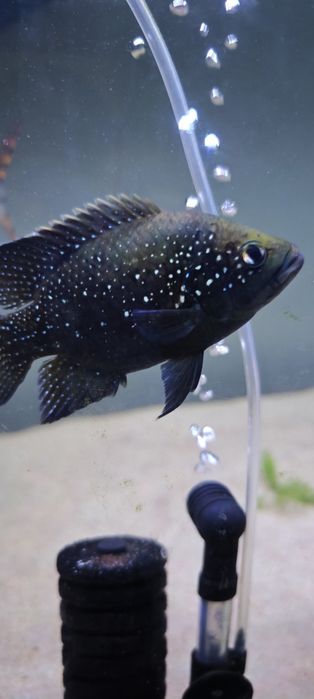 Peixe com 15cm bom exemplar
