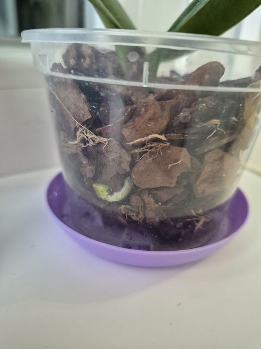 Дітки рожево-фіолетової орхідеї