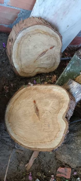 Vendo troncos de madeira de eucalipto para uma mesa de centro