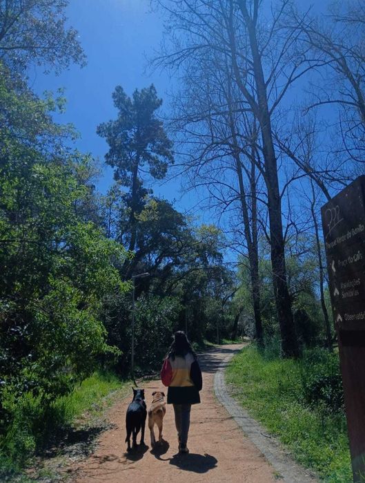 Walk & Woof - Dog walking/Pet sitting