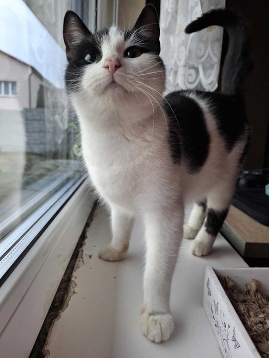 Fiona piękna kotka czeka na dom