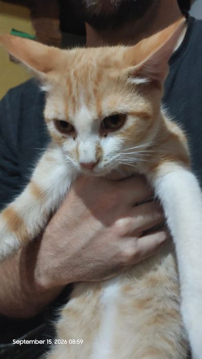 Gatinhos amorosos para adoção responsável