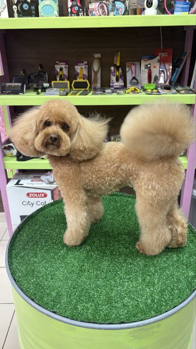 Моделі для Академії Грумінгу. Палац спорту