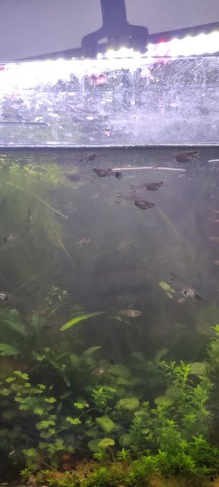 Vendo Guppies Machos e Fêmeas