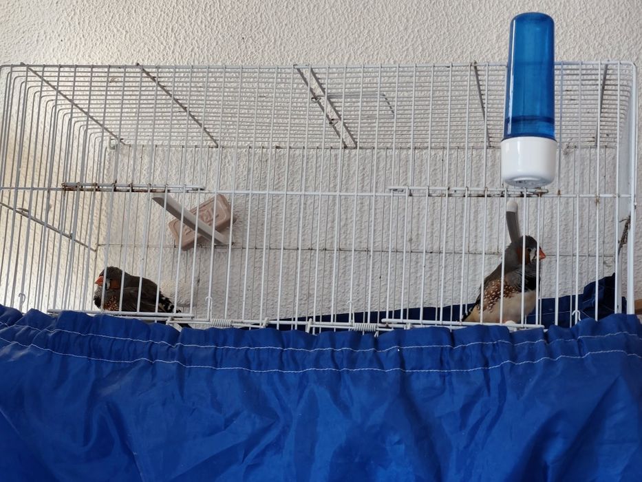 Mandarins  machos adultos