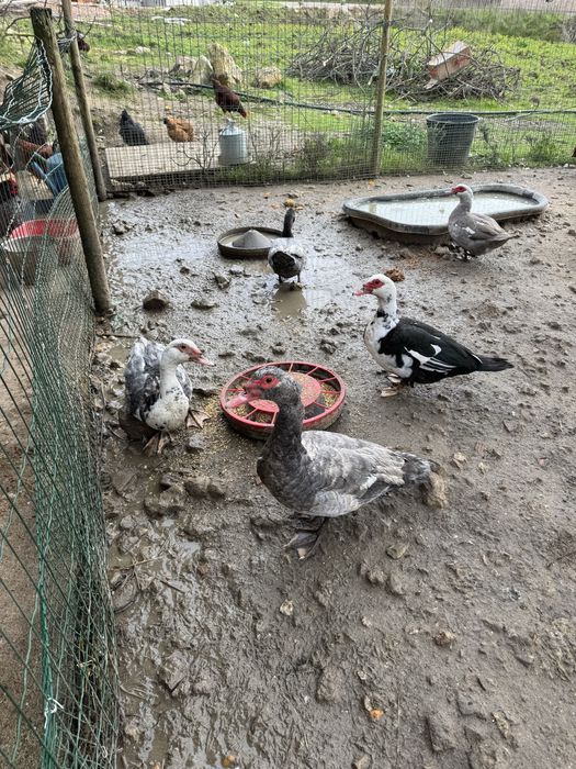 Patos mudos jovens e adultos