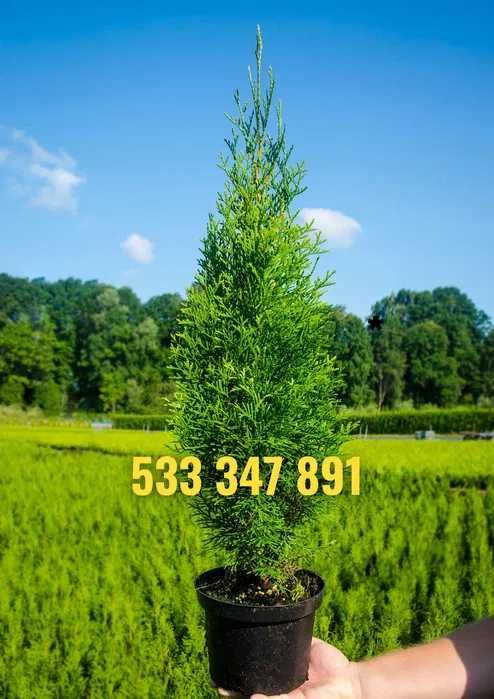 Tuja tuje szmaragd 60 - 80 cm  dostawa gratis