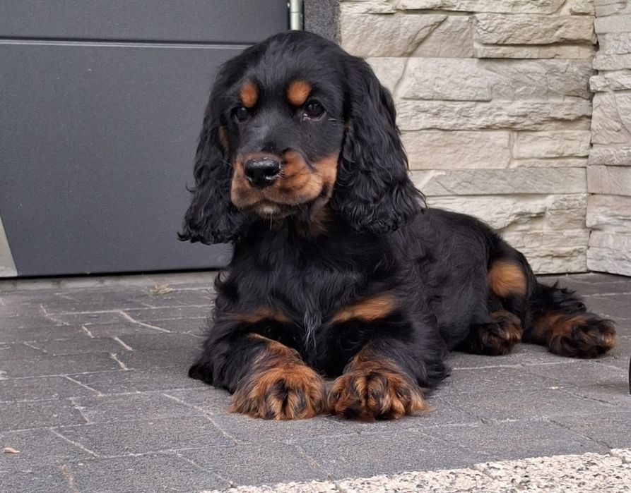 Cocker spaniel  szczeniak