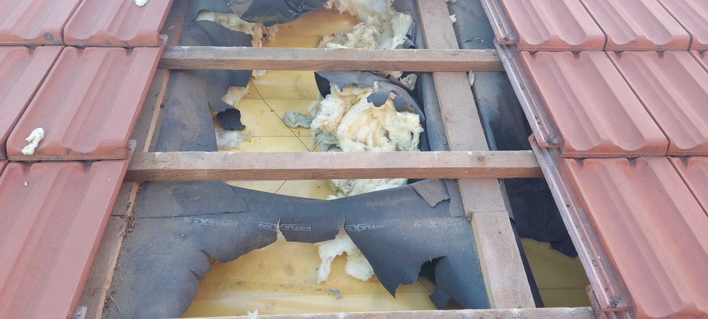 Kuna na poddaszu pastuch i naprawa dachu pomoc ubezpieczenia Wrocław