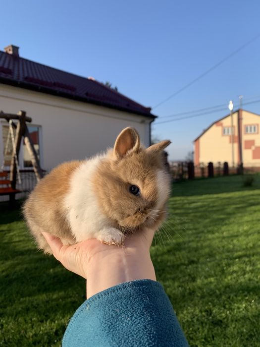 Декоративні кролики