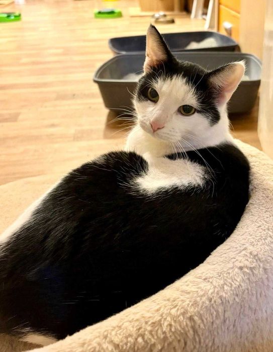 Klopsik, który być może toczy się do czyjegoś serca