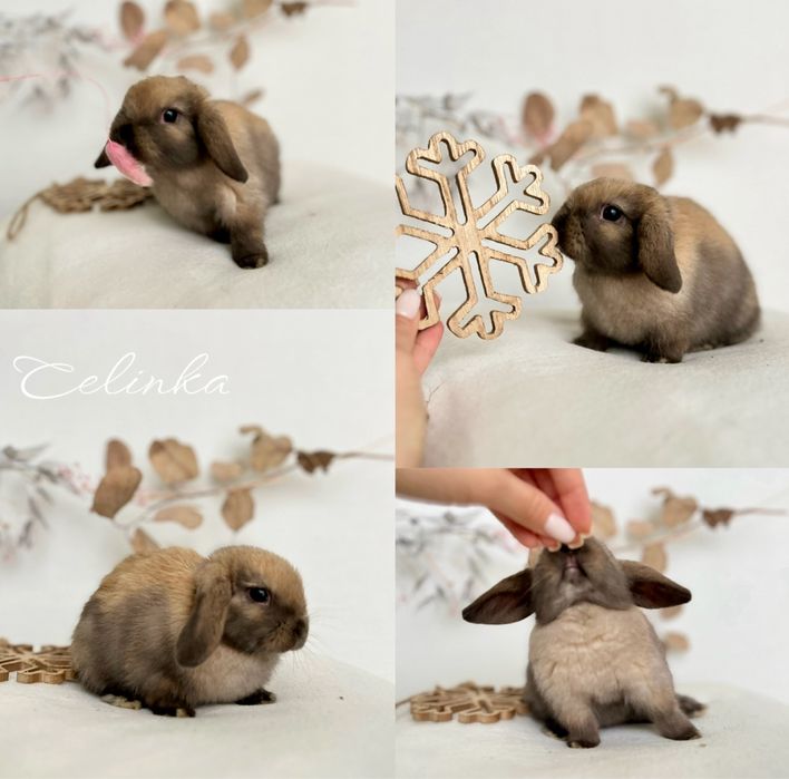 Kroliczki Karzełki Teddy najmniejsza rasa, Mini lopki