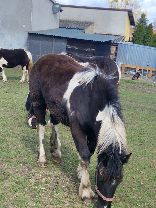 Sprzedam Klacze PKZ !