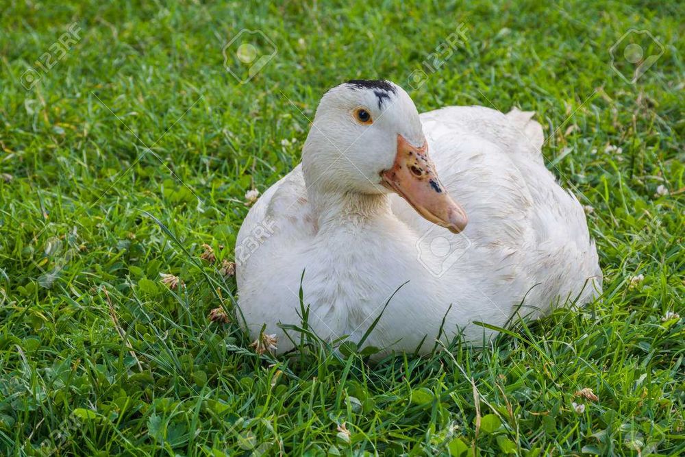 Kaczki młode pisklęta różne dowóz