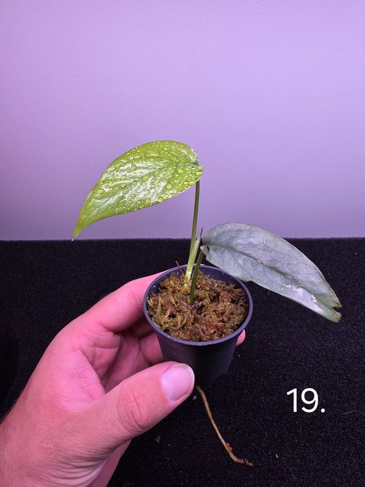 Rośliny Pnące do Tropikalnego Terrarium Vivarium Paludarium