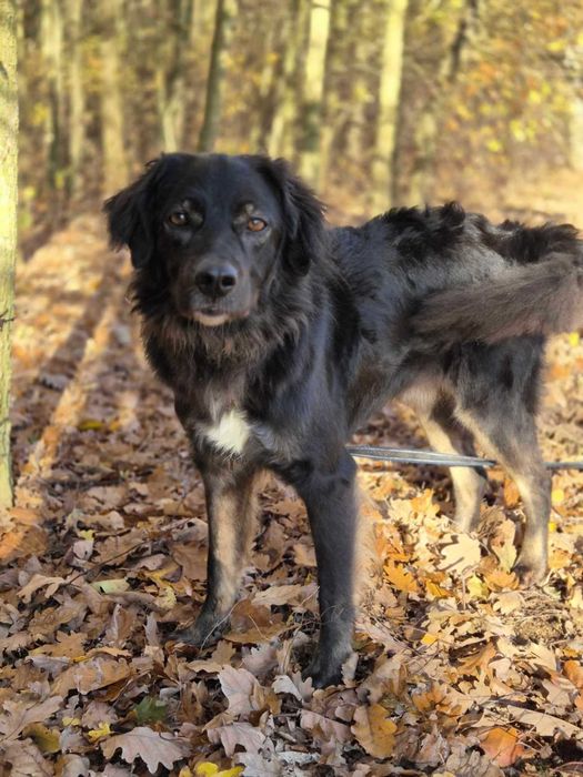 Kochany Roki czeka na swój dom