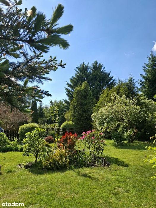 Działka ROD Kaczeniec Ząbki 300 m²