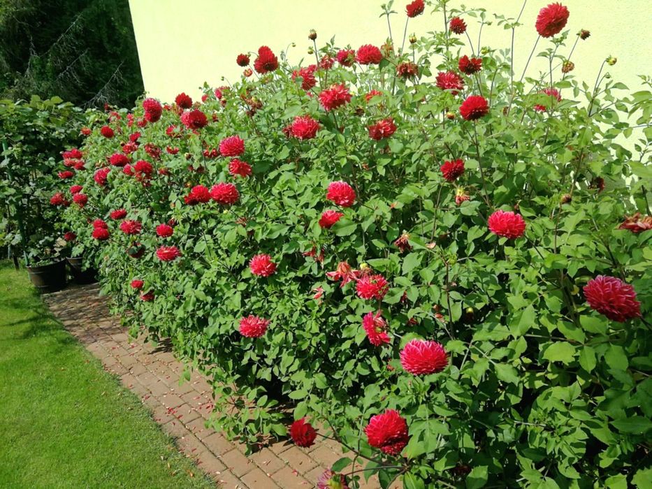 Cebulki kwitów dalie