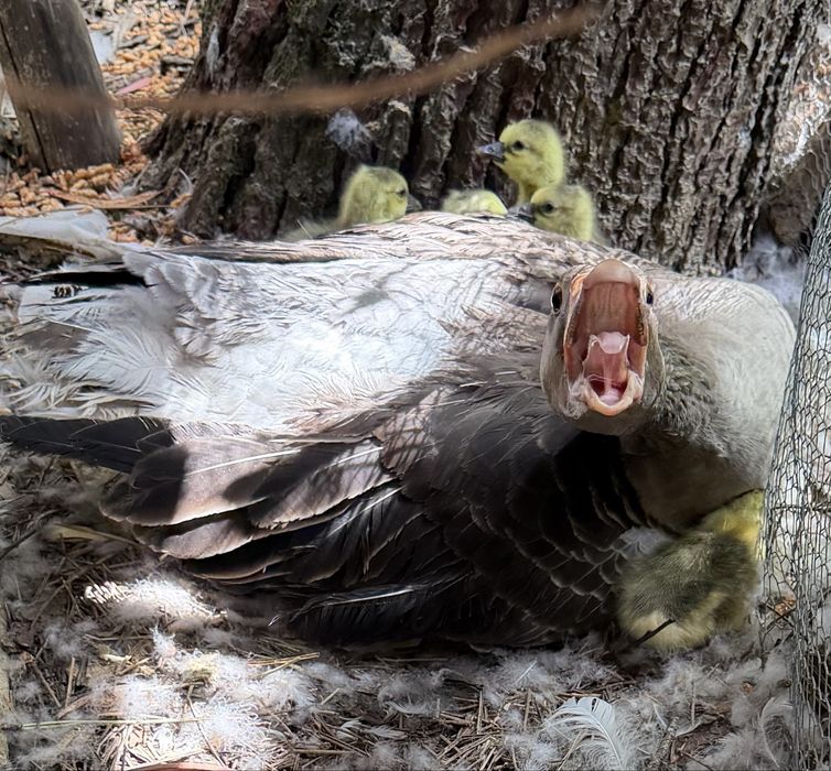 Gansos novos deste ano, aceito reservas!